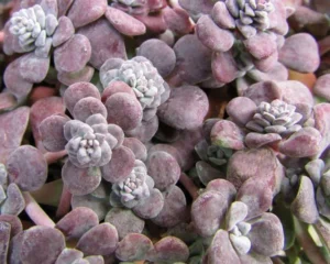 spath. Purpureum
