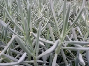 Serpens Blue Chalksticks 56