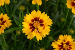 Solanna Sunset Bright