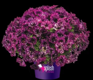 Splash Dance Magenta Mambo