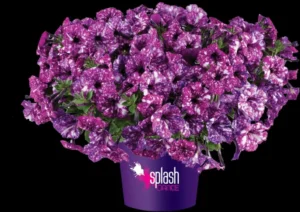Splash Dance Purple Polka
