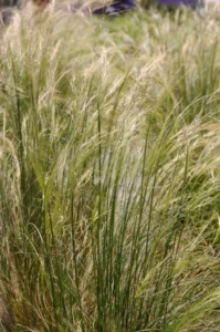 Tenuifolia