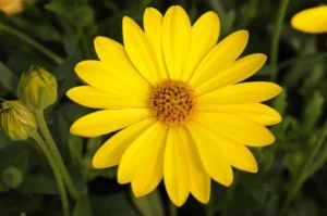 Yellow Punch