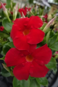 Early Scarlet 12 cm