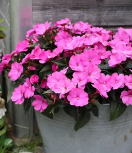 Compact Hot Pink