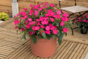 Vigorous Rose Pink