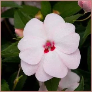 Vigorous Sweetheart