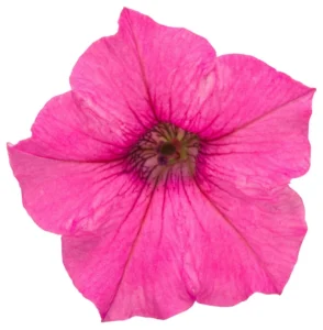 MINI VISTA Hot Pink