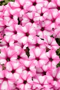 MINI VISTA Pink Star SS