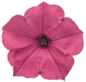 VISTA Fuchsia SS