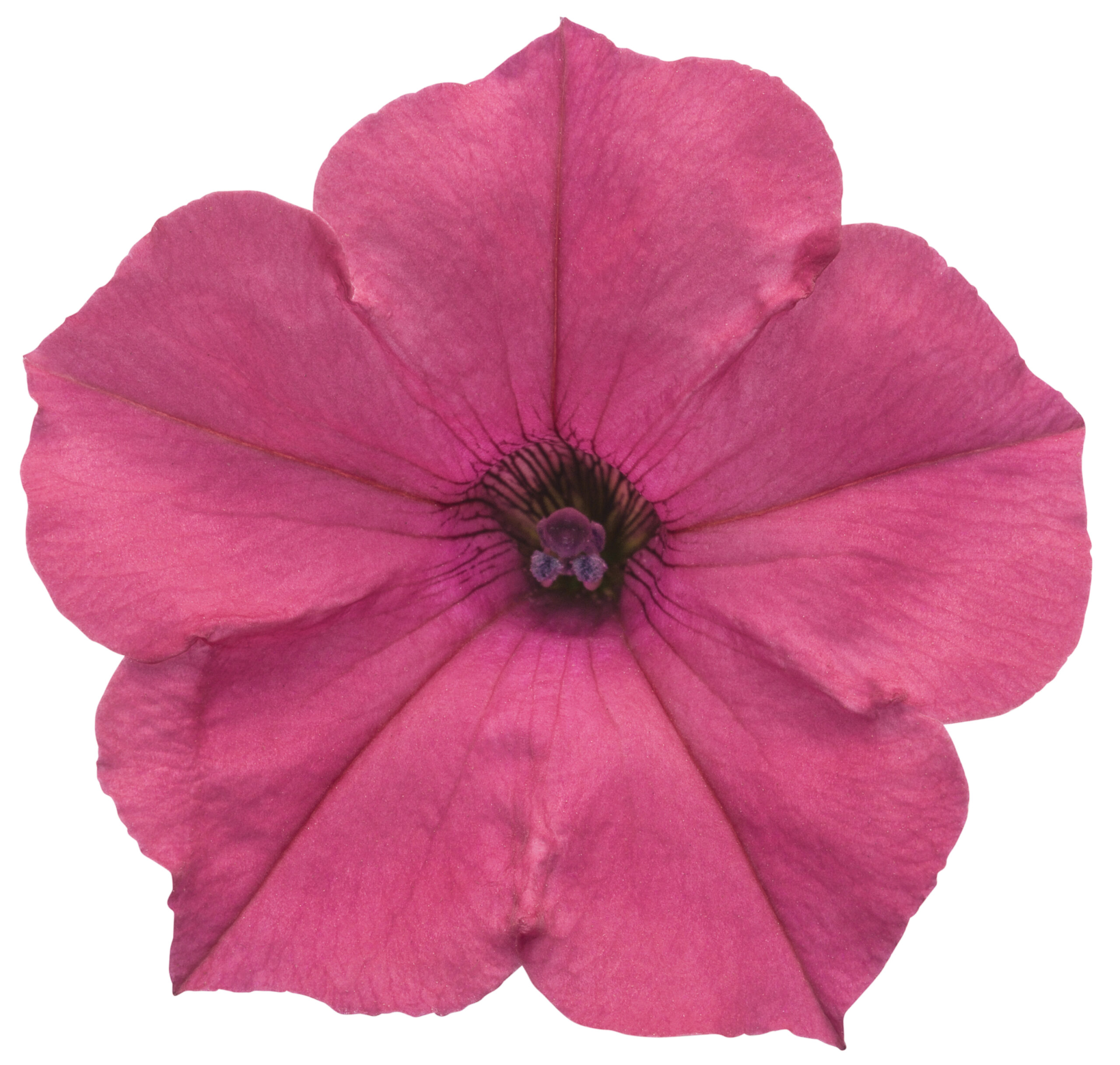 VISTA Fuchsia - obrazek 5