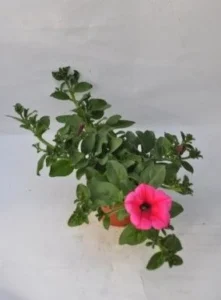 Pink 12cm