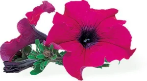 Giant Purple SS