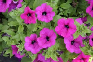 Purple SS