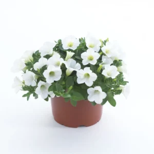 Table White SS