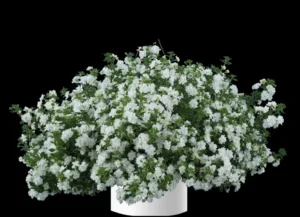 Scopia Double Snowball