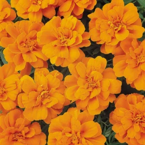 Fire Orange
