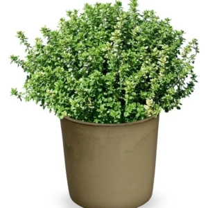 citriodora