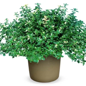 pulegioides Foxley 28szt