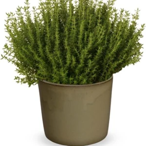 vulgaris Faustinoi 28szt