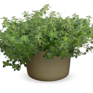 pulegioides Tabor 28szt