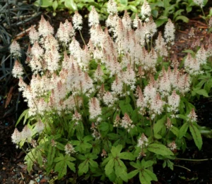 Spring Symphony
