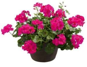Allegria Hot Pink