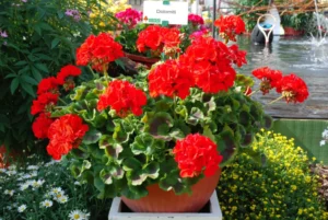 Dolomites Classic Red