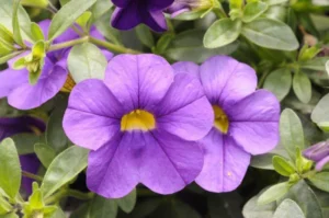 Unique Blue Violet SS