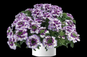 Bicolor Purple