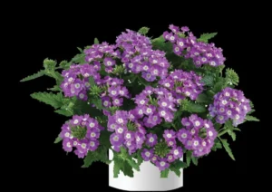 Optik Lavender