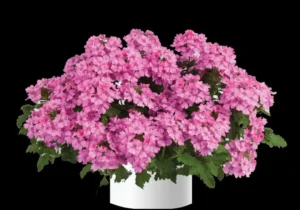 Compact Coral Pink