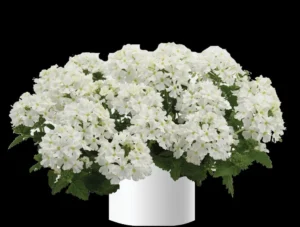 Compact White
