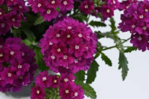 Dark Magenta