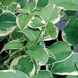 Aureum Variegata 28 szt