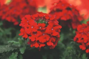 Fire Red
