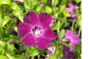 Atropurpurea