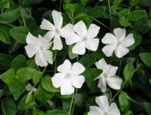 Ms.Jekyll White